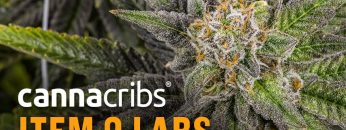 Arizona Processor: Item 9 Labs, Produces Delta 8 THC Cartridges and Award-Winning Extracts