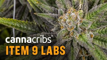 Arizona Processor: Item 9 Labs, Produces Delta 8 THC Cartridges and Award-Winning Extracts