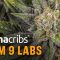 Arizona Processor: Item 9 Labs, Produces Delta 8 THC Cartridges and Award-Winning Extracts