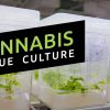 Cannabis Tissue Culture Master Class w/ Dr. Sma Zobayed at Segra International (Podcast Episode 11)