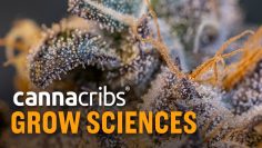 ‘Grow Sciences’ Produces Elite Craft Cannabis & Rosin Cartridges in Now Recreational State, Arizona