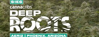 Largest Aeroponic Cannabis Farm in World: Aeriz (Phoenix, Arizona)