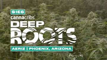 Largest Aeroponic Cannabis Farm in World: Aeriz (Phoenix, Arizona)