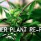 Pruning & Flowering An Overwintered Cannabis Plant (Part 2): Cannabasics #124