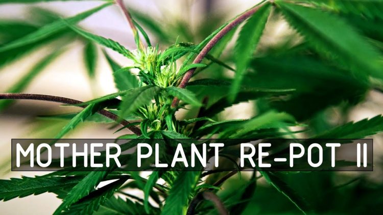 Pruning & Flowering An Overwintered Cannabis Plant (Part 2): Cannabasics #124