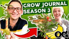 BANANA OG OR BUST! 🍌Grow Journal: Season 3