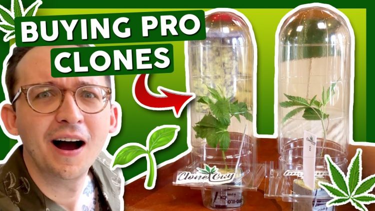 BUYING PROFESSIONALLY GROWN CLONES 🌱 Grow Journal: Season 4