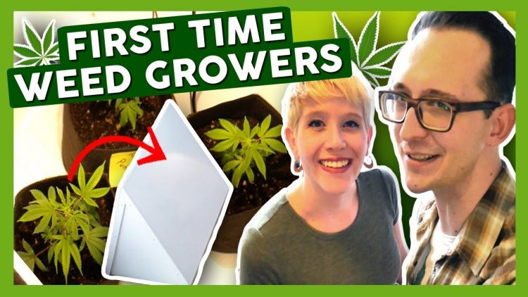 First Time Growing Weed at Home: Week 1 – Meet our New Babies!