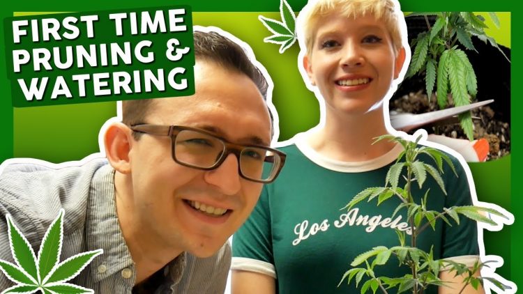 First Time Growing Weed at Home: Week 2 & 3 –Watering and Pruning!