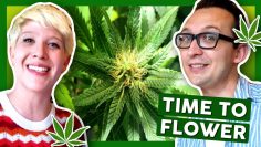 Hairs, Smells & Crystals OH MY! 💎How to Grow Weed at Home: Week 6, 7 & 8 Homestretch