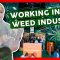 HOW TO GET A JOB IN THE CANNABIS INDUSTRY