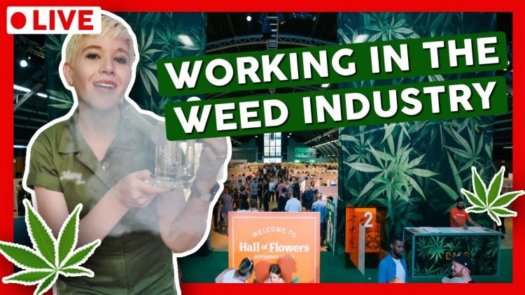 HOW TO GET A JOB IN THE CANNABIS INDUSTRY