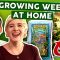 How To Grow Weed at Home: First Week with 3x Strains