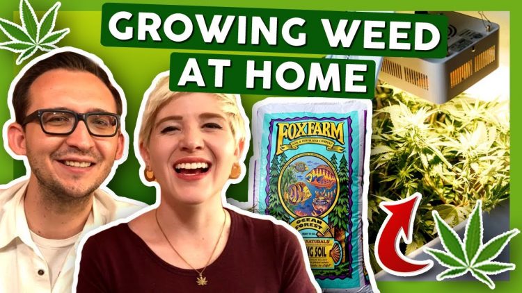 How To Grow Weed at Home: First Week with 3x Strains