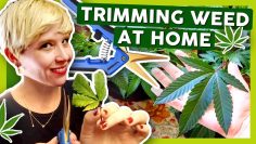 How to Grow Weed at Home: Week 2 & 3 Trimming