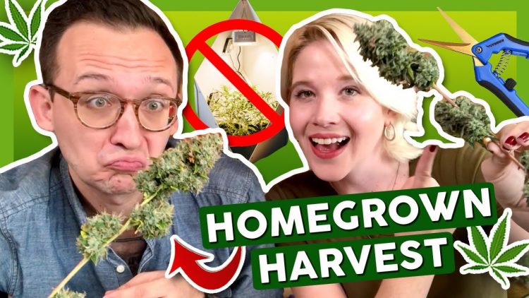 How to Harvest, Trim, and Cure Your First Time Growing Weed –  ✂️ Grow Journal 4: Ep. 3