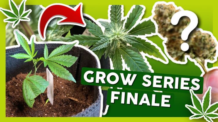 SEASON 4 GROW JOURNAL FINALE 🌳 Flower & Rosin Taste Test