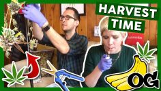 WE MADE IT!! ITS HARVEST TIME! 😍Grow Journal: Ep. 4