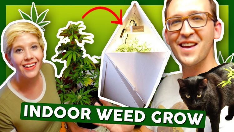 WE SEE WEED BUDS!🌿– First Time Growing Weed at Home: Week 6 – 8