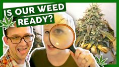 WHEN IS WEED READY TO HARVEST? – First Time Growing Weed at Home: Weeks 10 & 12