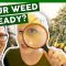 WHEN IS WEED READY TO HARVEST? – First Time Growing Weed at Home: Weeks 10 & 12