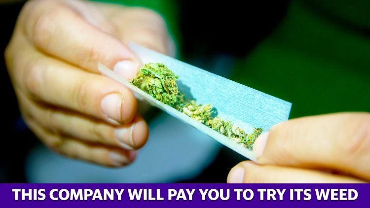 Get paid up to $36K to smoke and review weed