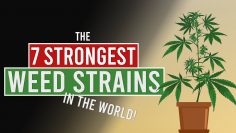 The 7 STRONGEST WEED Strains in the World!