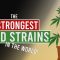 The 7 STRONGEST WEED Strains in the World!