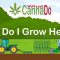 How to Grow Hemp? From Seed Sourcing to Harvest