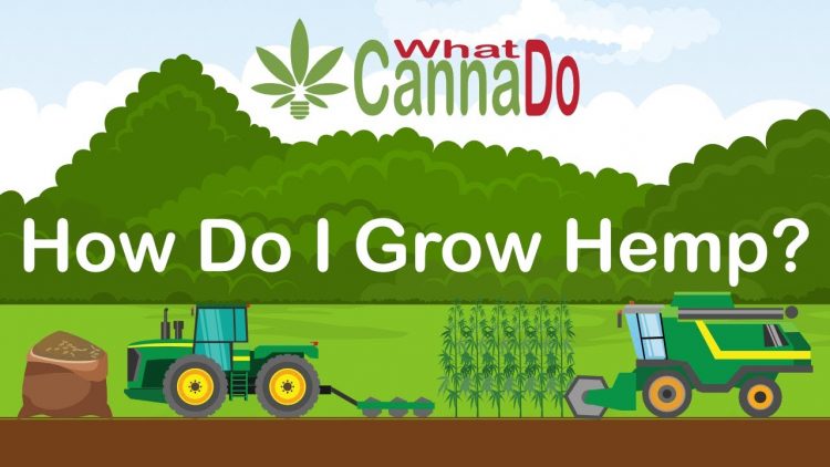 How to Grow Hemp? From Seed Sourcing to Harvest