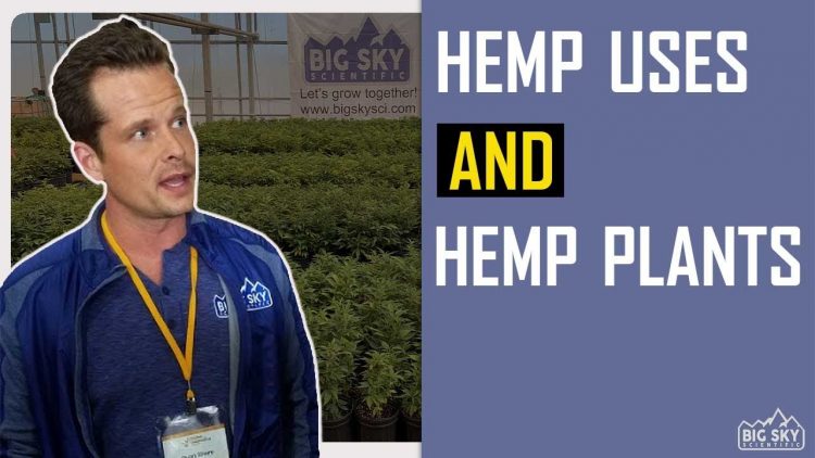 Industrial hemp uses and types of industrial hemp plants